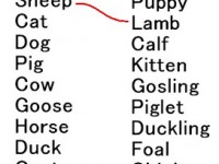 BABY_ANIMALS