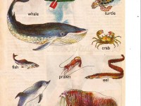 water_animals