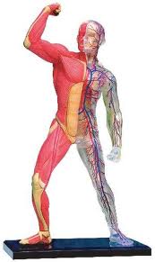 body system